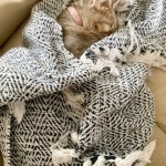 Nyaria, F-4SBT, Female BST, dob 11-14-19