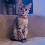 Nyaria, F-4SBT, Female BST, dob 11-14-19