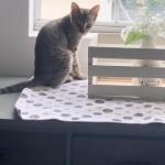 Nyaria, F-4SBT, Female BST, dob 11-14-19