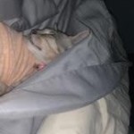 Nyaria, F-4SBT, Female BST, dob 11-14-19