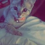 Nyaria, F-4SBT, Female BST, dob 11-14-19