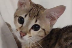 Savannah F-4SBt Female #1 DOB 4-7-24 