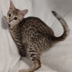 Savannah F-4SBT female