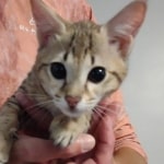 Savannah F-4SBT female