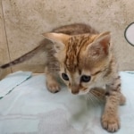 Savannah F-4SBT female