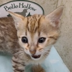 Savannah F-4SBT female