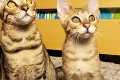 Stella Savannah F-4SBT Female #1 DOB 7-3-19 Lighter