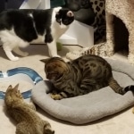 Stella, Savannah, F-4SBT, Female, DOB 7-3-19