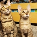 Stella and Franklin. Savannah, F-4SBT, Female, DOB 7-3-19