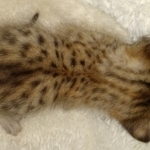 Savannah, F-4SBT, Female, DOB 7-3-19