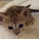 Savannah, F-4SBT, Female, DOB 7-3-19