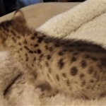 Savannah, F-4SBT, Female, DOB 7-3-19