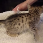 Savannah, F-4SBT, Female, DOB 7-3-19