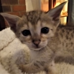 Savannah, F-4SBT, Female, DOB 7-3-19