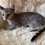 Savannah, F-4SBT, Female, DOB 7-3-19