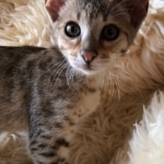 Savannah, F-4SBT, Female, DOB 7-3-19