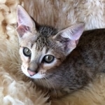 Savannah, F-4SBT, Female, DOB 7-3-19