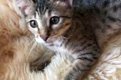 Kygo, Savannah F-4SBT Female #2 DOB 7-3-19 dark