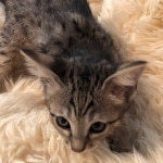 Savannah, F-4SBT, Female, DOB 7-3-19