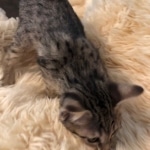 Savannah, F-4SBT, Female, DOB 7-3-19