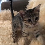 Savannah, F-4SBT, Female, DOB 7-3-19