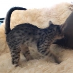 Savannah, F-4SBT, Female, DOB 7-3-19