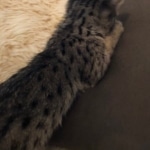 Savannah, F-4SBT, Female, DOB 7-3-19