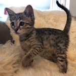 Savannah, F-4SBT, Female, DOB 7-3-19