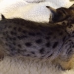 Savannah, F-4SBT, Female, DOB 7-3-19