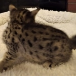 Savannah, F-4SBT, Female, DOB 7-3-19