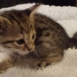 Savannah, F-4SBT, Female, DOB 7-3-19