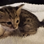 Savannah, F-4SBT, Female, DOB 7-3-19