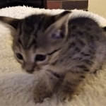 Savannah, F-4SBT, Female, DOB 7-3-19