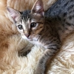 Savannah, F-4SBT, Female, DOB 7-3-19