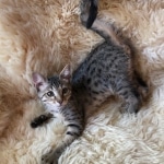 Savannah, F-4SBT, Female, DOB 7-3-19