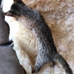 Savannah, F-4SBT, Female, DOB 7-3-19