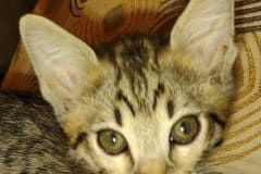 Zeke Savannah F-4SBT Male BST DOB 5-2-22