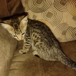 Savannah f-4sbt male DOB 5-2-22