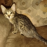 Savannah f-4sbt male DOB 5-2-22