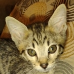 Savannah f-4sbt male DOB 5-2-22