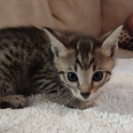 Savannah f-4sbt male DOB 5-2-22