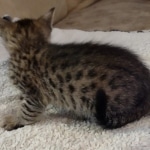 Savannah f-4sbt male DOB 5-2-22