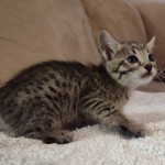 Savannah f-4sbt male DOB 5-2-22