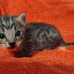 Savannah f-4sbt male DOB 5-2-22