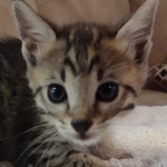 Savannah f-4sbt male DOB 5-2-22