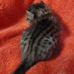 Savannah f-4sbt male DOB 5-2-22