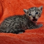 Savannah f-4sbt male DOB 5-2-22