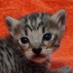 Savannah f-4sbt male DOB 5-2-22