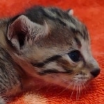 Savannah f-4sbt male DOB 5-2-22