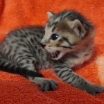 Savannah f-4sbt male DOB 5-2-22